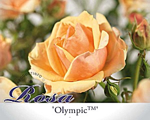 image of Rosa 'Olympic Palace'