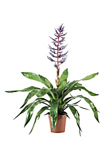 image of Aechmea 'Blue Rain' 14 CM