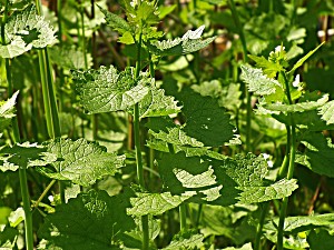 image of Laminated Poster Plant Garlic Mustard Green Herbs Wild Herbs Poster Print 24 X 36