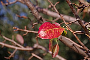 image of Laminated Poster Leaf However Plant Winter Pear Leaf Leaves Poster Print 24 X 36