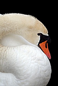 image of Laminated Poster Eye Feathers Swan Pond Majestic Animal Beak Bird Poster Print 24 X 36
