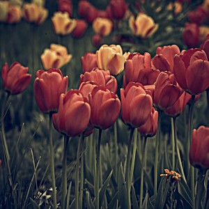image of Laminated Poster Flower Faded Bloom Blossom Tulips Vintage Look Poster Print 24 X 36