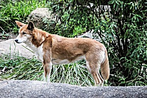image of Laminated Poster Healesville Canine Animal Dog Dingo Australia Poster Print 24 X 36