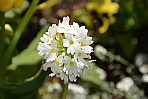 image of Laminated Poster Nature White Flower Petals Bouquet Garden Poster Print 24 X 36