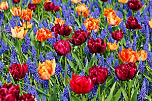 image of Laminated Poster Bloom Hyacinths Grape Tulips Orange Flower Purple Poster Print 24 X 36