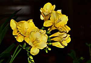 image of Laminated Poster Yellow Freesia Cut Flowers Close Spring Flowers Poster Print 24 X 36