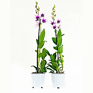 image of Floraathome - Orchid - Dendrobium Sa-nook - Polar Fire - 55CM High - Set of 2