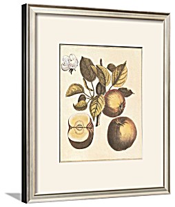 image of French Fruit Plate, Apple Framed Art Print Wall Art - 18X21.5