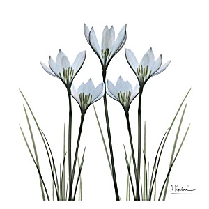 image of White Rain Lily Ii Art Print By Albert Koetsier