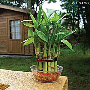 image of Ugaoo Lucky Bamboo 2 Layer Feng Shui Plant