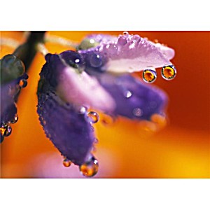 image of Reflection of Flower In Dew Drops Poster Print By Natural Selection Craig Tuttle 36 X 24 - Large
