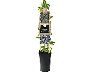 image of Passionsblume Floraself Passiflora-cultivars 'Purple Rain' H 50-70 CM Co 2, 3 L