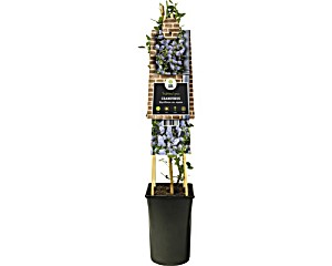 image of Sckelblume Floraself Ceanothus Thyrsiflorus Var. Repens H 50-70 CM Co 2, 3 L