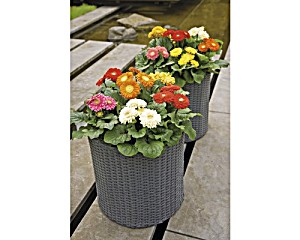 image of Gerbera Floraself Floraself Gerbera X Hybride 'Durora In- & Outdoor'  25 CM Topf