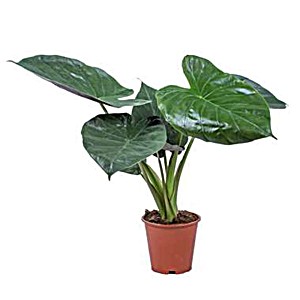 image of Alocasia 'Wentii' | Olifantsoor Per Stuk - Kamerplant In Kwekerspot 19 CM - 55-65 CM