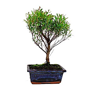 image of Bonsi Syzigium Buxifolium 5 Aos