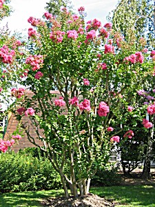 image of Lagerstroemia Indica Yang Tse (... Pot De 15 Litres, Demi-tige 6 / 8 cm