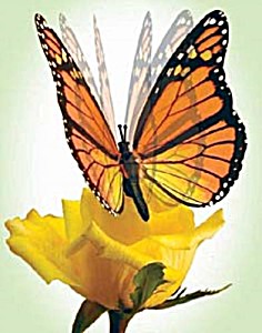 image of Monarch Moving Butterflymonarchsize: 4.25\