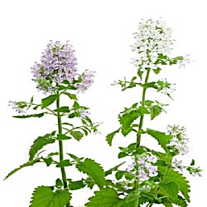image of Catnip - Herb Seeds