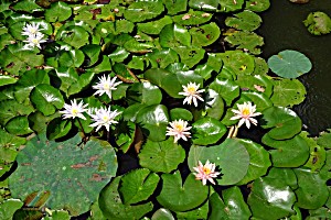 image of Laminated Poster Lily Peach Glow Water Lily Nymphaeaceae Poster Print 24 X 36