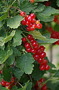image of Laminated Poster Healthy Garden Bunch of Grapes Red Fruit Currant Poster Print 24 X 36