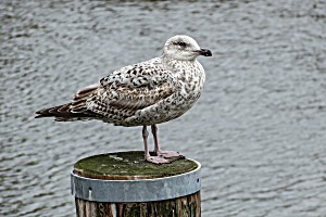 image of Laminated Poster Larus Argentatus Jungm we Sea Seevogel Herring Gull Poster Print 24 X 36