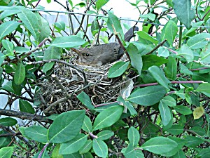image of Laminated Poster Nest Bird Nesting Poster Print 24 X 36