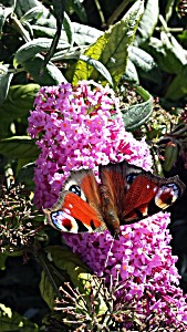 image of Laminated Poster Nature Insect Summer Peacock Flower Butterfly Poster Print 24 X 36